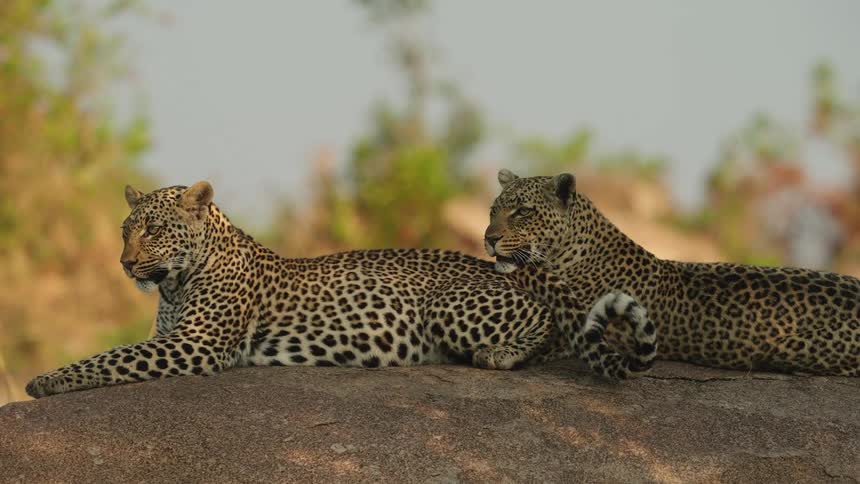 Two leopards are lounging on a rock