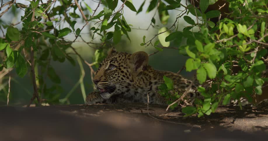 A leopard cub is laying on the ground in the jungle