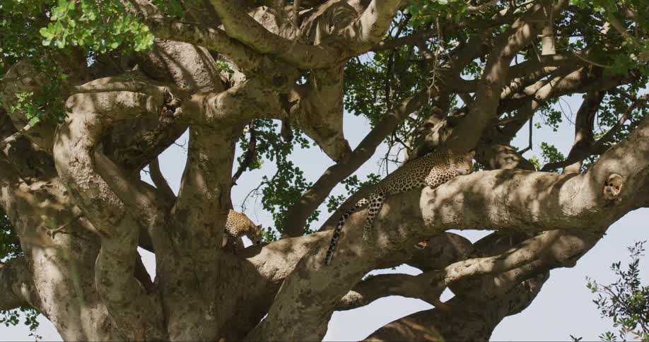 Multiple leopards occupy large twisted branches of tree