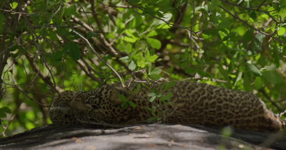 Close up view of a leopard sitting near trees