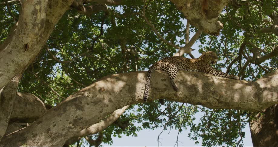 Leopard relaxing on a large trunk in atree in the wild