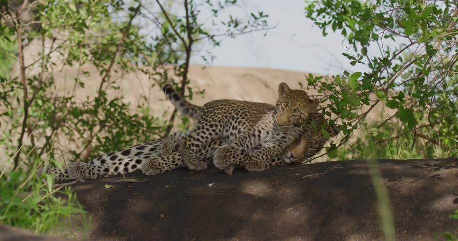 Young leopard joins its parent in shadowed spot and is groomed