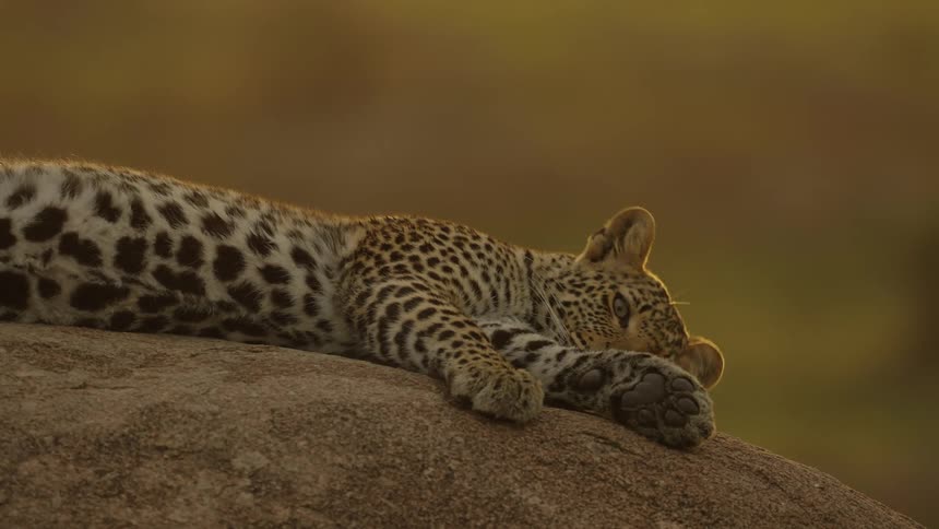 A leopard is laying on a rock in the savanna