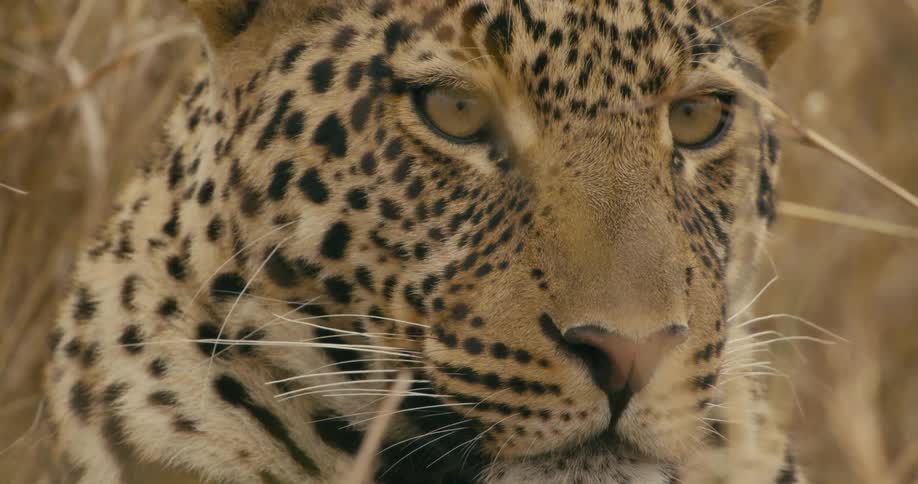 Leopard watching and surveying the dry grassy land