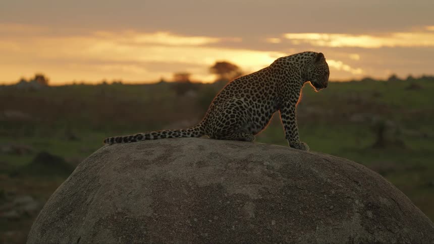 Leopard sits on boulder overlooking a field against a red sky