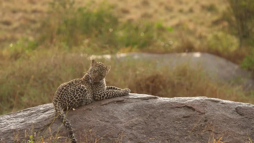 Leopard laying on a rock licking itself in in the rain