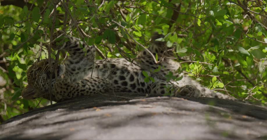 Leopard lies on rounded stone chewing and pawing at overhanging branches