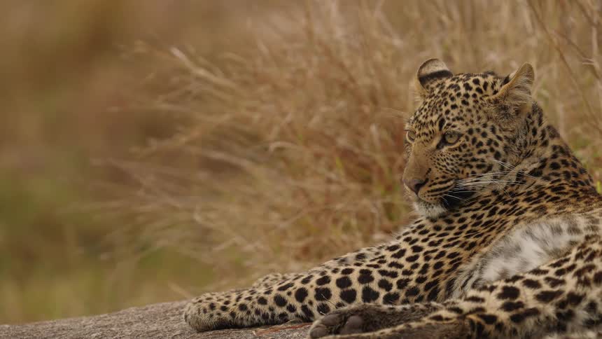 A leopard lounges on a rock