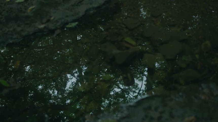 A puddle of water is reflecting trees and a person