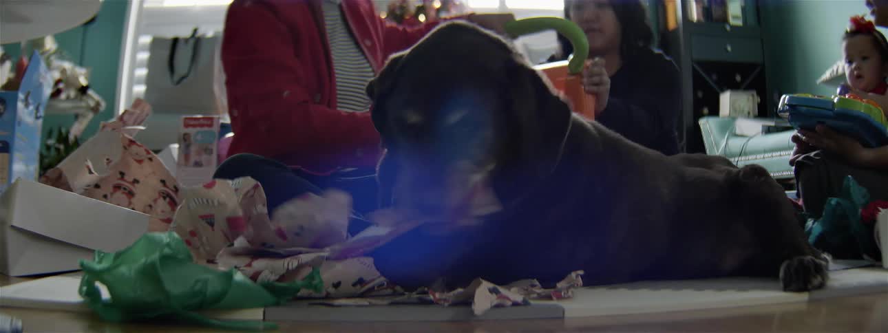 A dog is chewing up all the wrapping paper as people watch