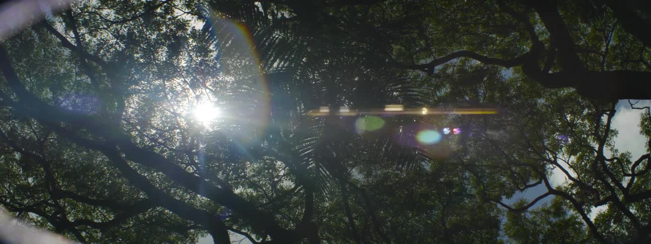 The sun is shining through the branches