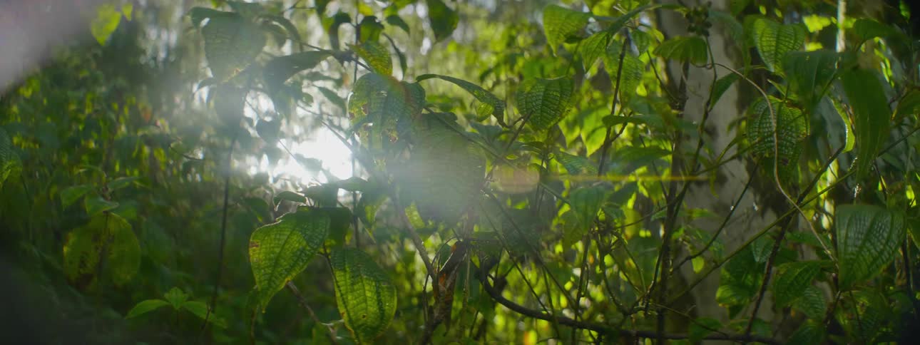 The sun is peeking through the branches of the tree