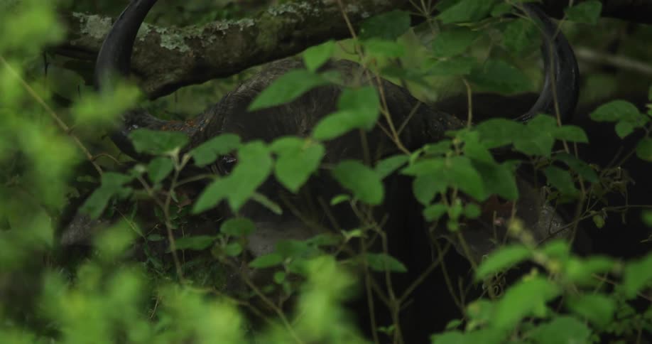 Close up of a bull hiding behind a leafy plant in the wilderness