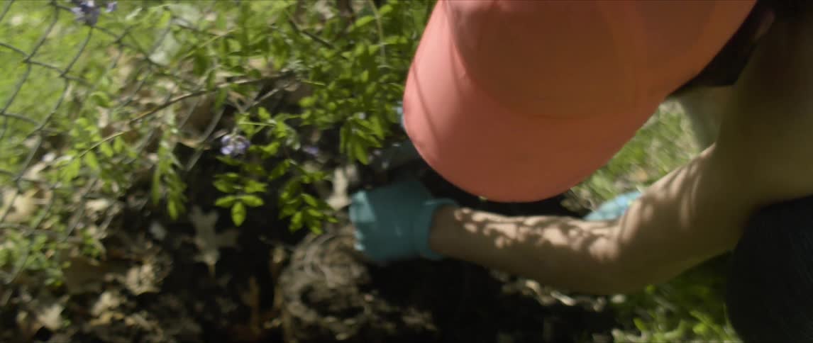 Woman plants a tree in the ground