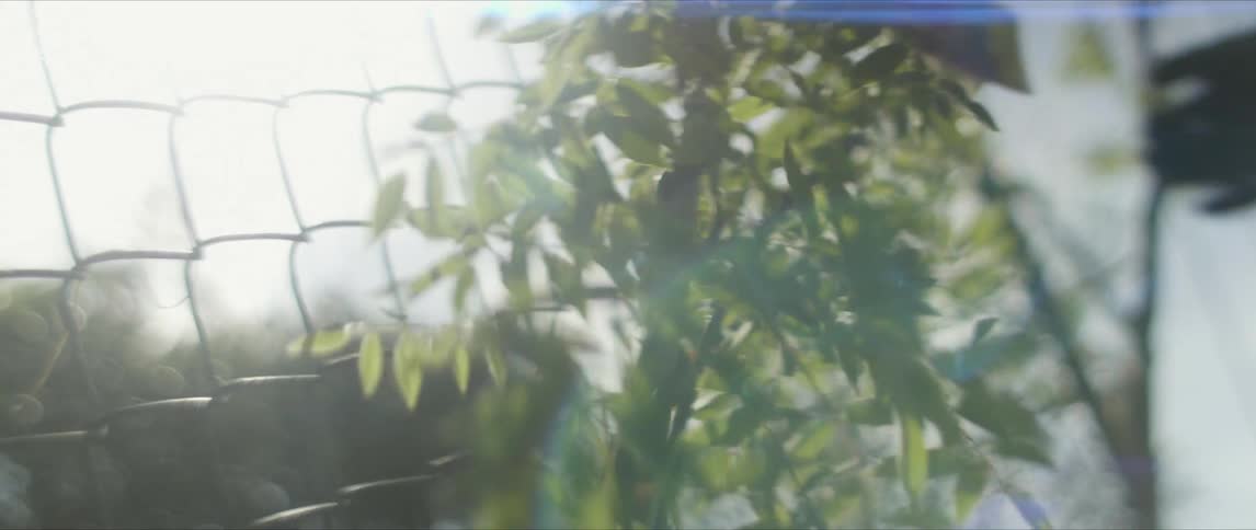 Plant leaves next to a chain link fence blow in the wind