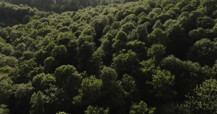 Drone view of a dense forest with lush green trees on a bright day
