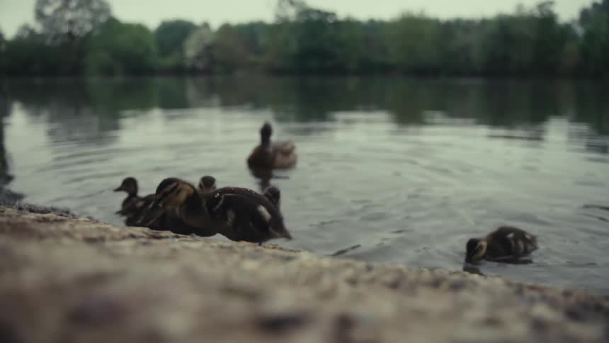 A group of ducks swim by the shore of the lake