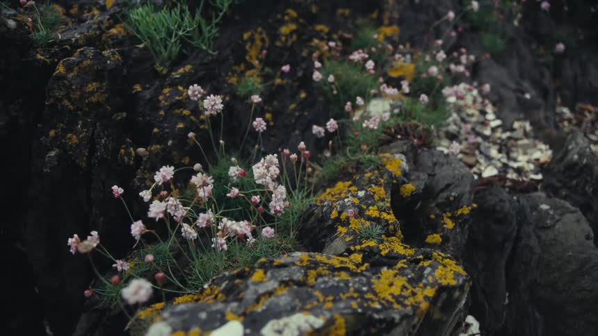 Wild flowers growing on black rocks