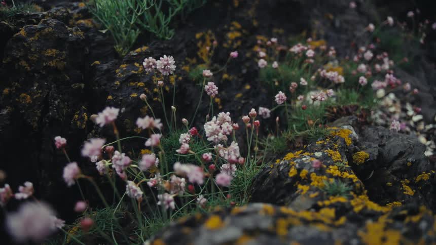 A close up of wild flowers growning on black rocks