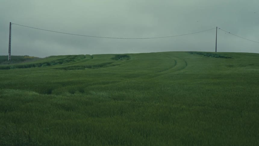 Birds flying above the field on a cloudy day with powerline on the horizon