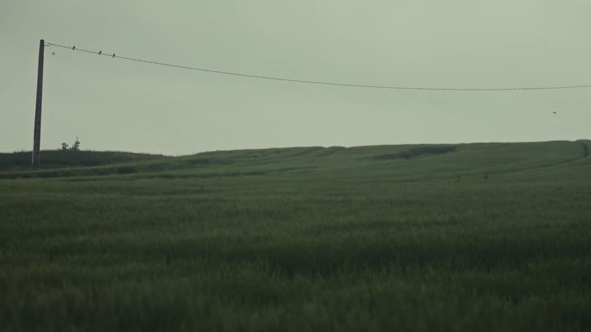 Birds flying above a field of green grass with a power line above