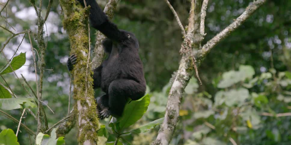 A young gorilla climbs up a tree