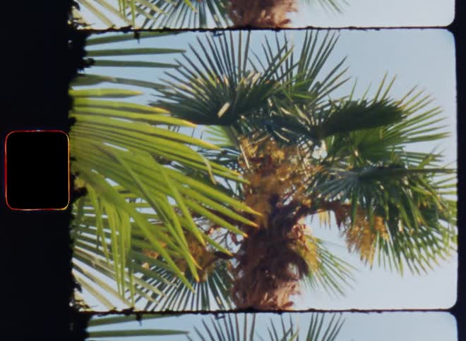Film footage of a palm tree in a tropical area