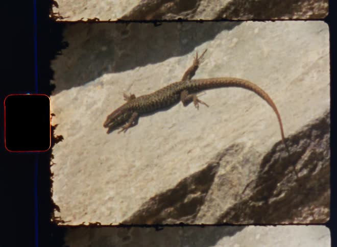 The lizard is laying on the stone