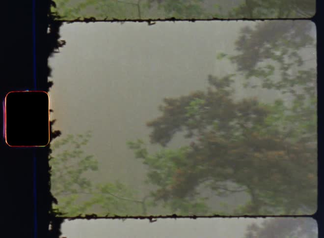 Film footage of a rainforest is displayed