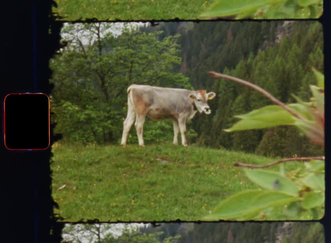 A cow standing atop a hill at the bottom of a forest mountain during the day