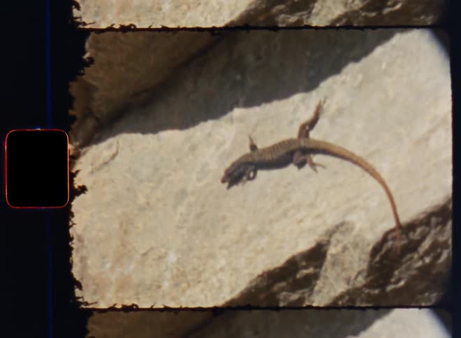 Film footage of a lizard crawling on a rock