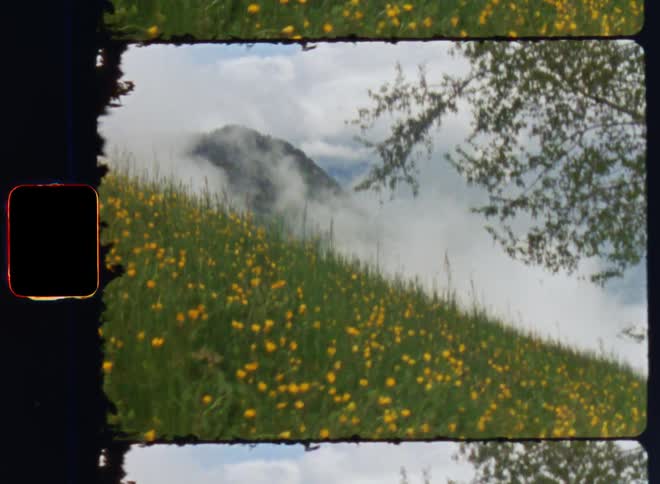 The side of the mountain is covered with flowers