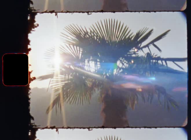 Film footage of a palm tree during dusk