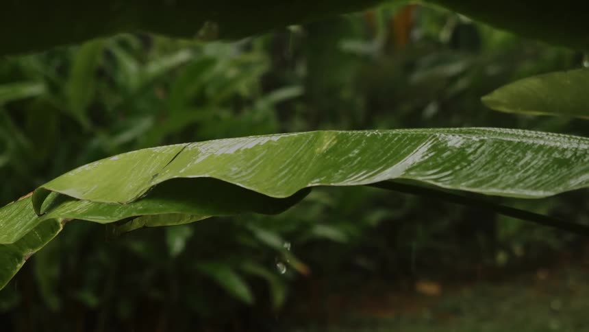 Rain falling over a leaf next to dense vegetation