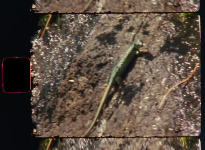 Close up view of a lizard crawling on the ground