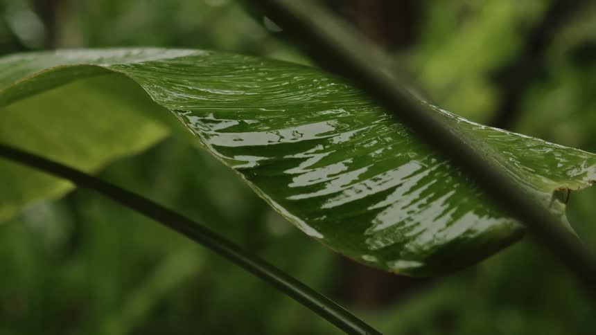 The rain is falling on the plant