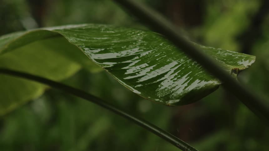 A close up of a large green leaf with water covering it and dripping on it from rain