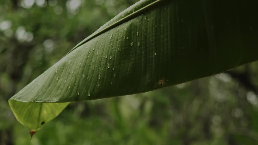 The view is of the rain forest and it is raining outdoors