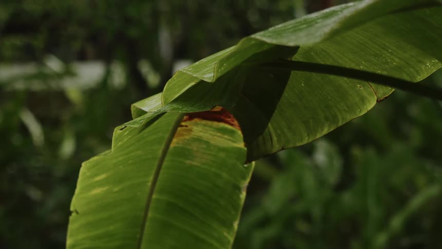 The rain is pouring on the leaf