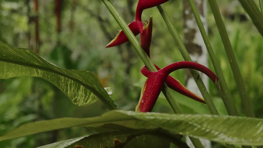 A red flower with pointy petals sits in a grassy area with lots of greenery