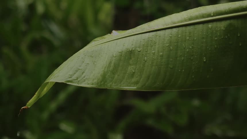 A forest with lot of green grass and a zoom of a big leaf
