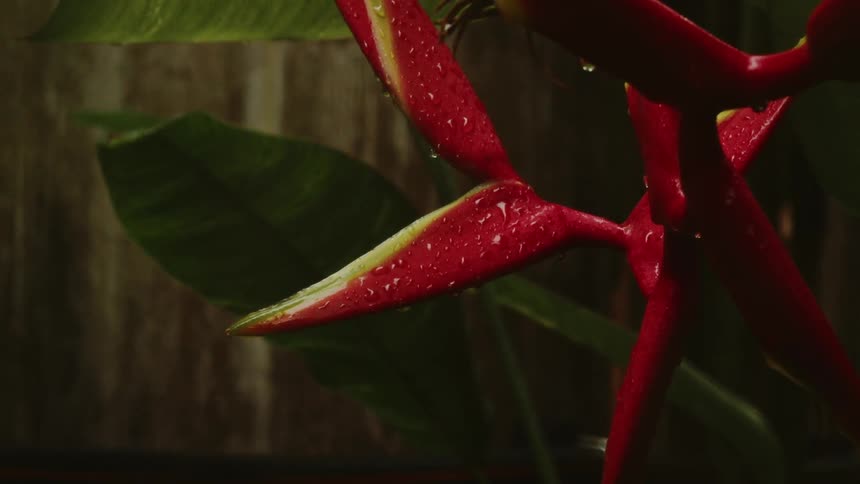 A red flower with pointed petals is wet and dripping from being rained on