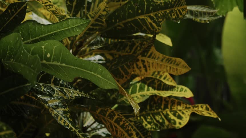 Close up view of trees in a tropical landscape