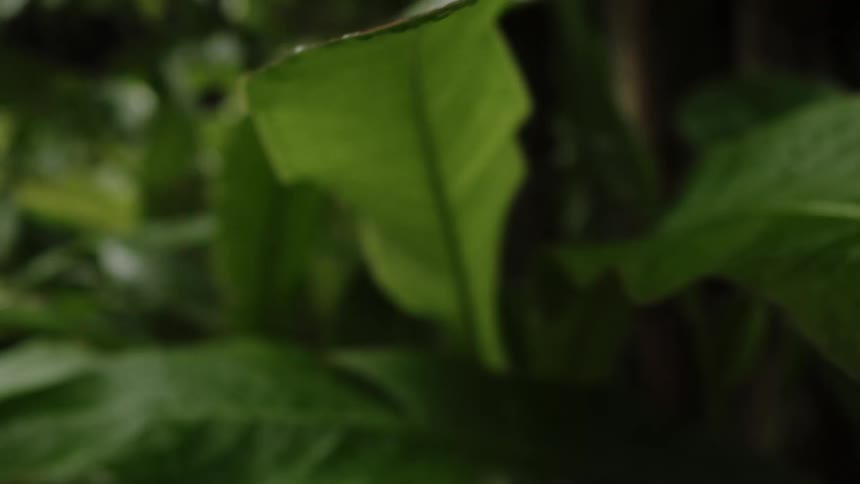 Plant in a forest with raindrops