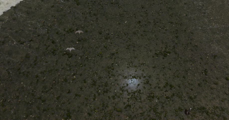 Birds fly over reflective water at low tide