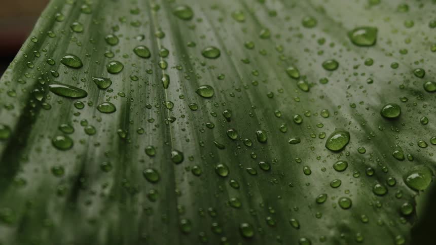 The view is of a portrait of the rain forest in the day time
