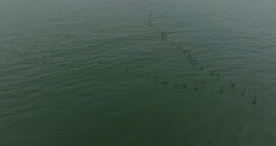 Aerial view of birds flying above ocean water