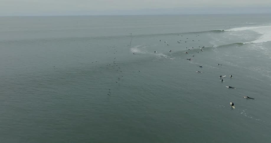 Birds fly through a crowd of surfers in Malibu