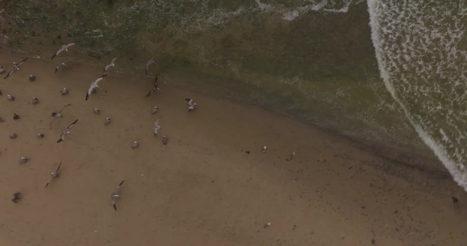 Geese are sitting on the beach and flying along the coast as waves roll into shore
