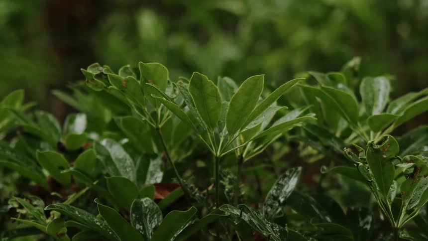 Close up view of plants when its raining outside